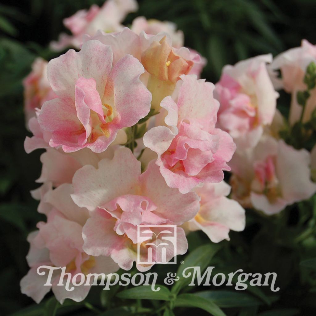 Graines de Muflier nainTwinny Appleblossom F1 - Antirrhinum nanum