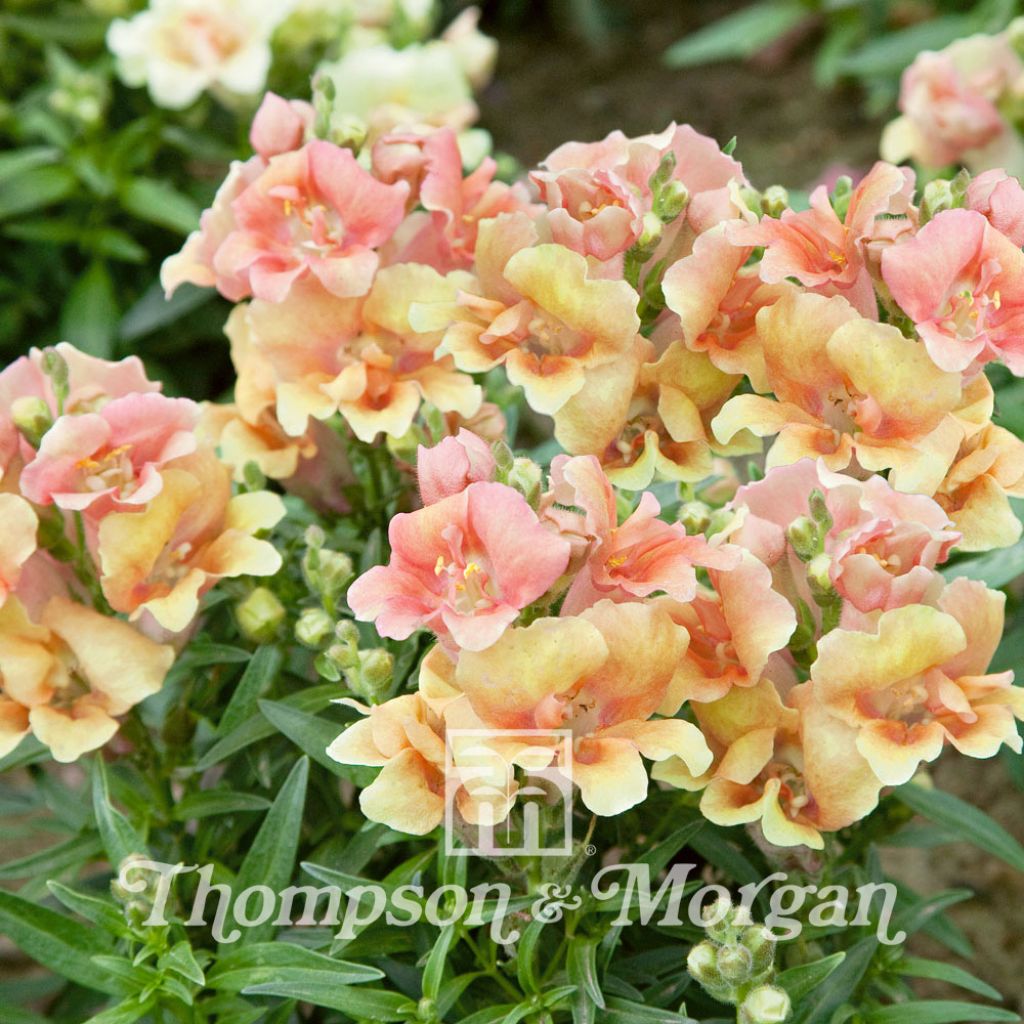 Löwenmäulchen Nanum Twinny Peach F1 Hybrid (Samen) - Antirrhinum