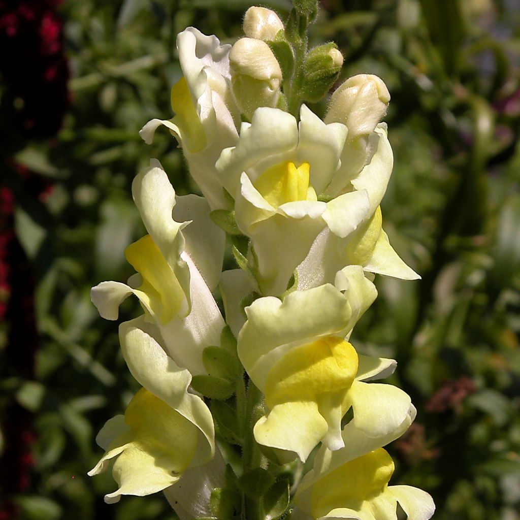 Antirrhinum braun-blanquetii - Iberisches Löwenmäulchen