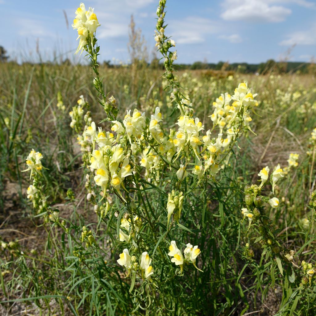 Antirrhinum braun-blanquetii - Iberisches Löwenmäulchen