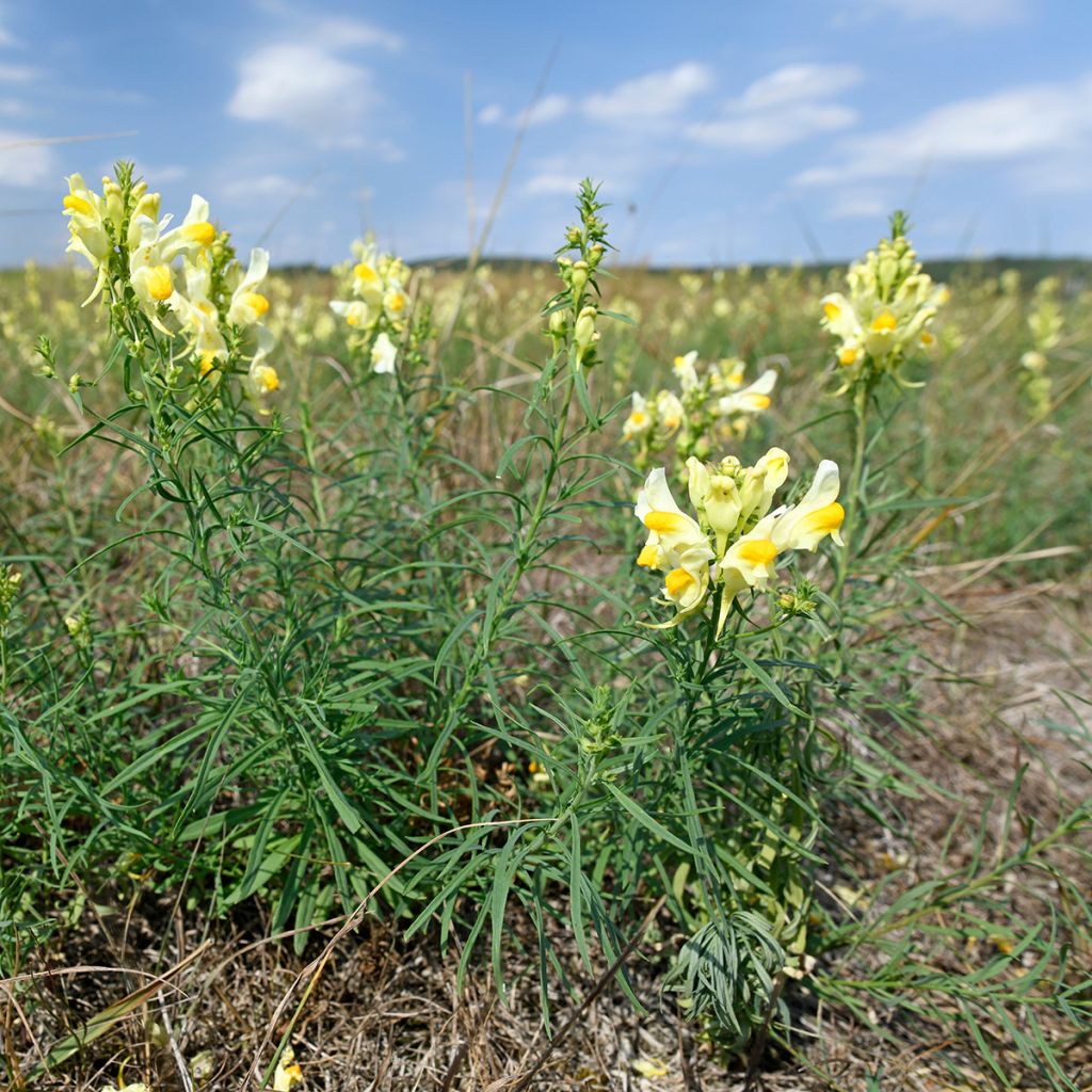 Antirrhinum braun-blanquetii - Iberisches Löwenmäulchen