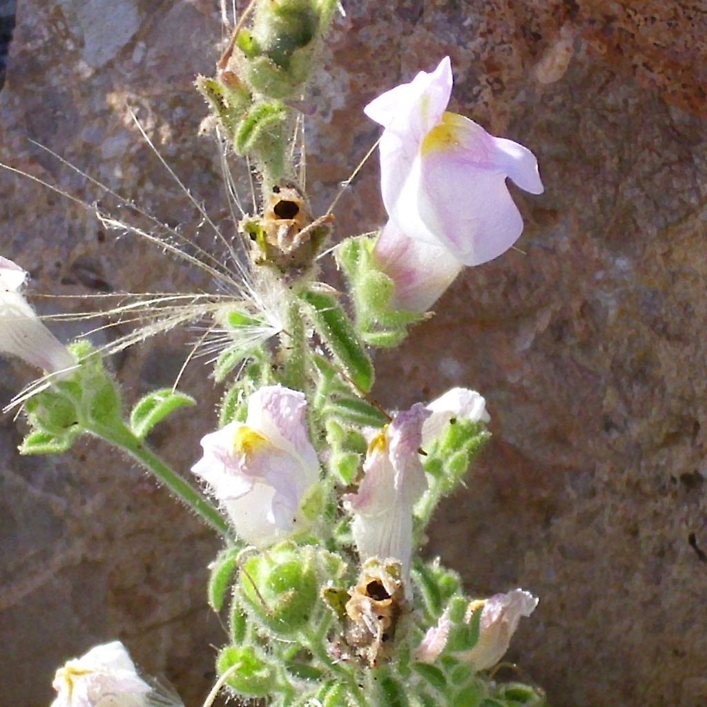 Antirrhinum hispanicum - Spanisches Löwenmäulchen