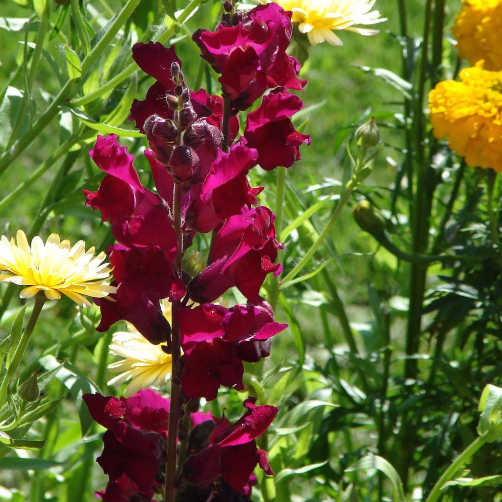 Löwenmäulchen Black Prince - Antirrhinum