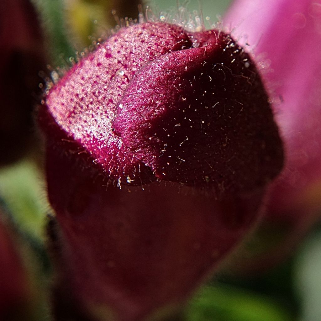 Antirrhinum majus Black Prince, Muflier