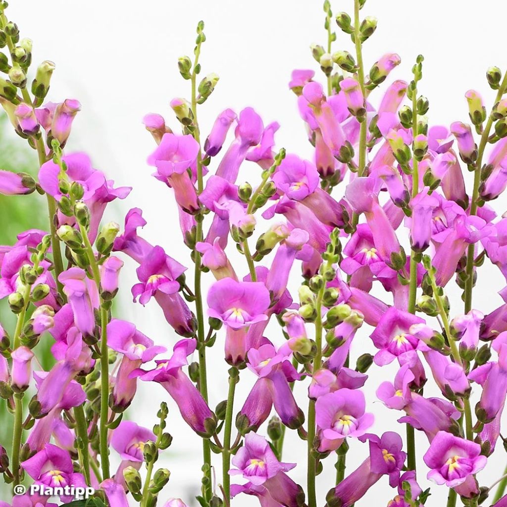 Antirrhinum majus Pretty in Pink® - Muflier.