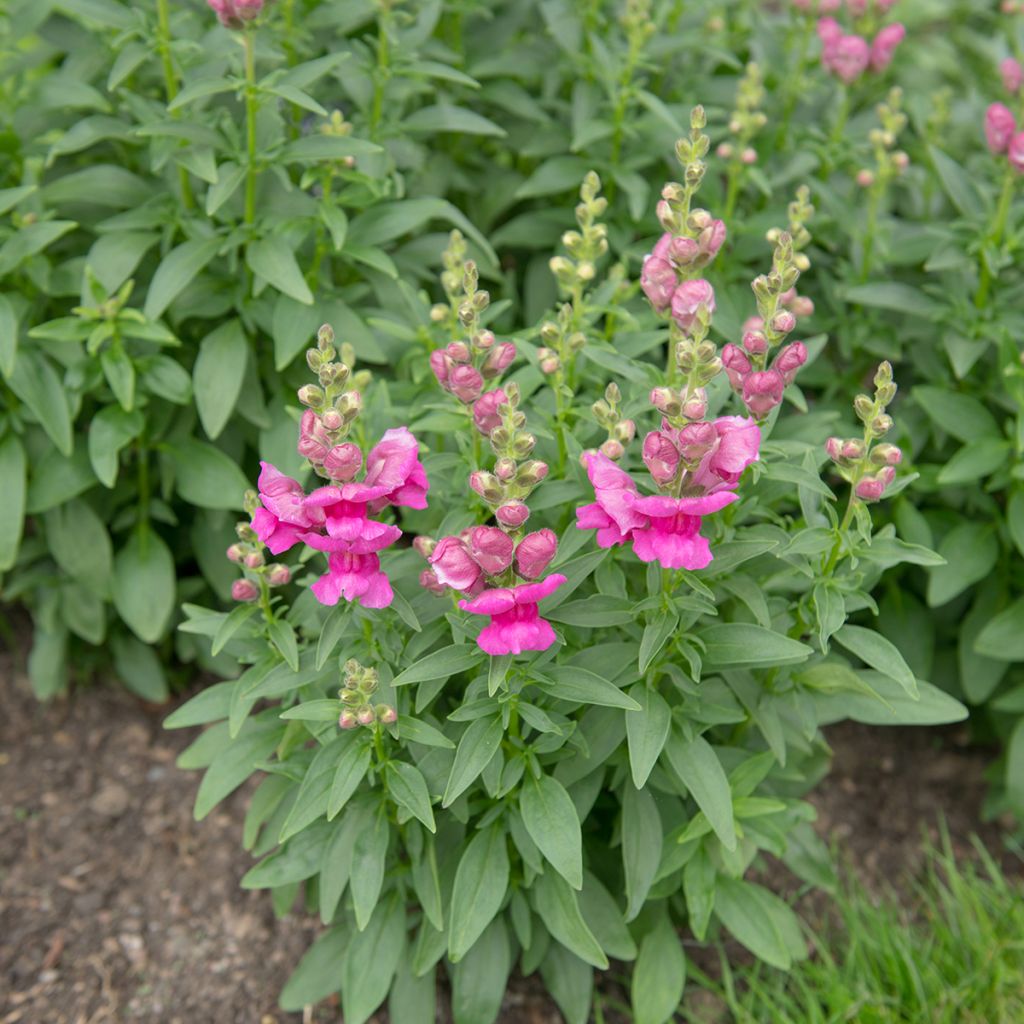 Löwenmäulchen Pretty in Pink - Antirrhinum