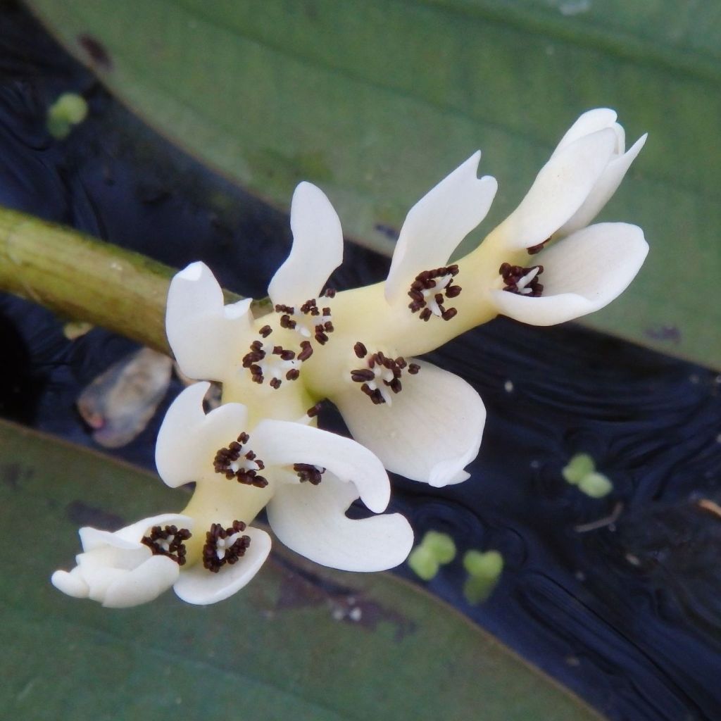 Aponogeton distachyos - Aponogeton odorant