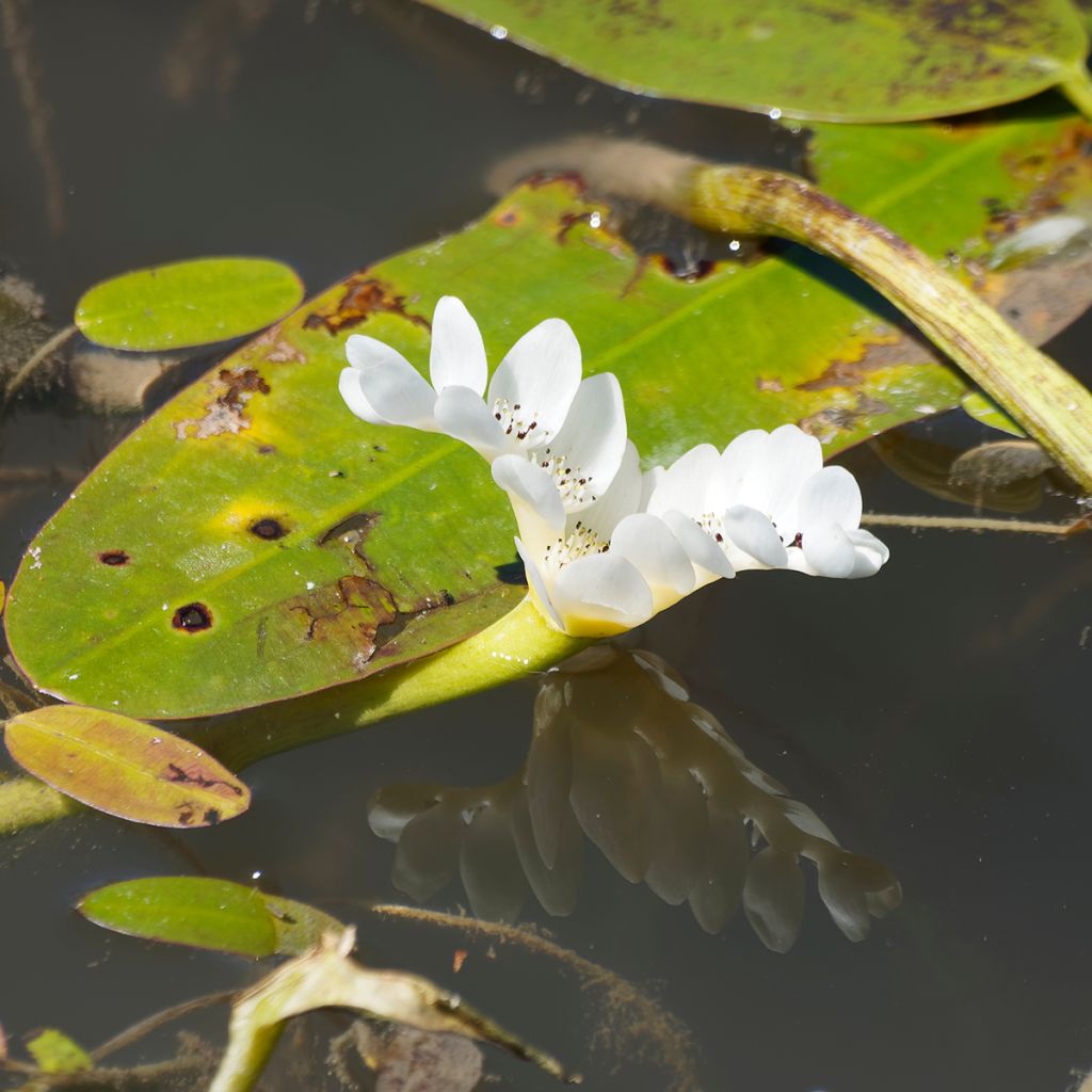 Aponogeton distachyos - Zweiährige Wasserähre