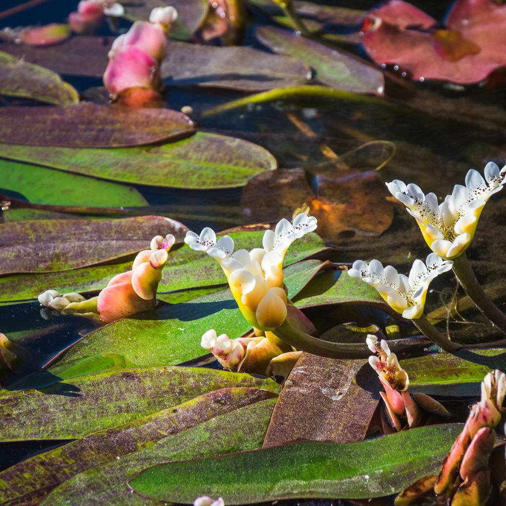 Aponogeton distachyos - Zweiährige Wasserähre