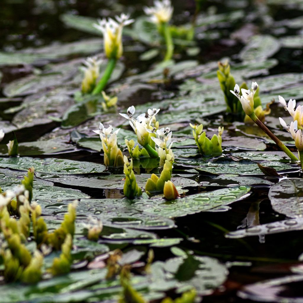 Aponogeton distachyos - Zweiährige Wasserähre