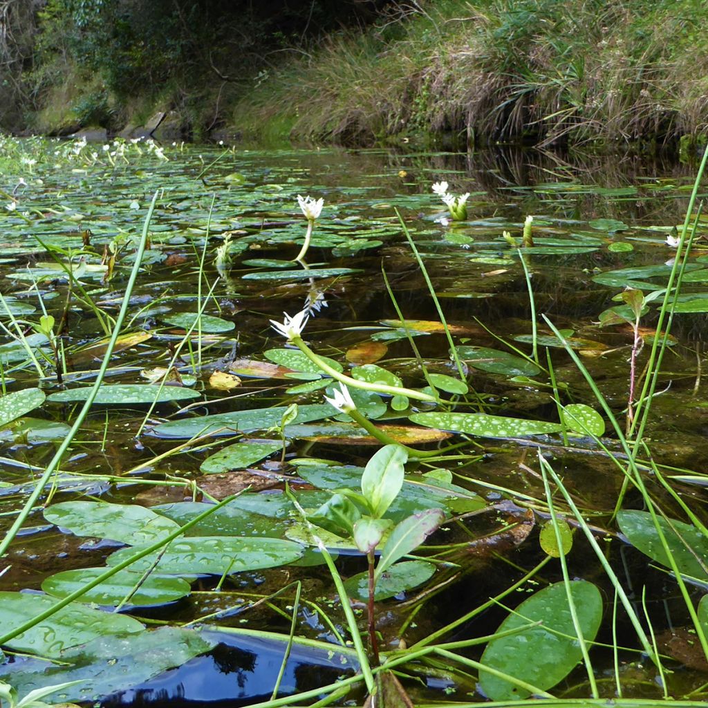 Aponogeton distachyos - Zweiährige Wasserähre