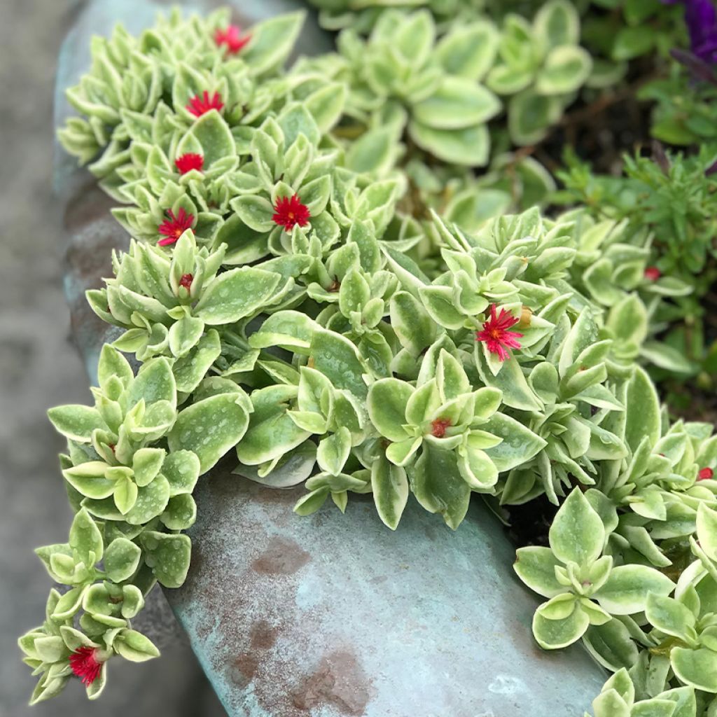 Aptenia cordifolia Variegata - Aptenie