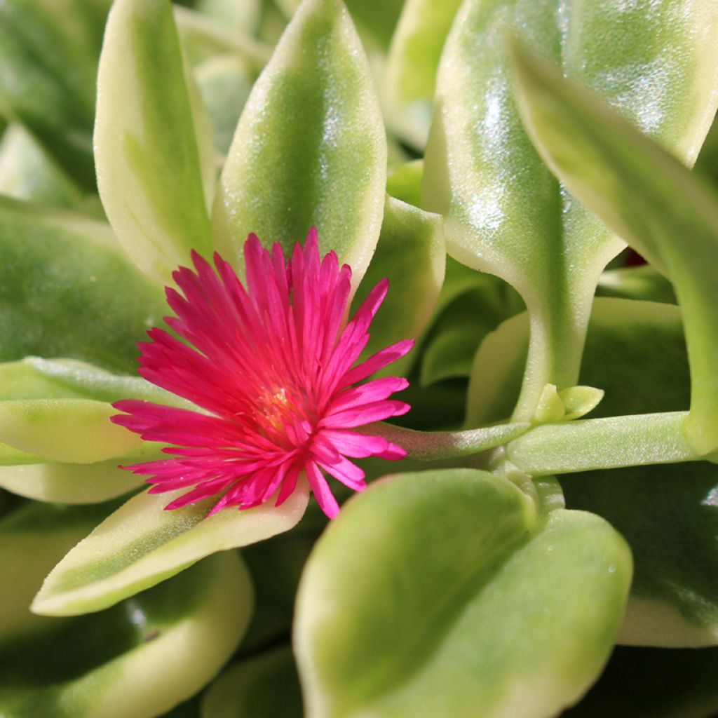 Aptenia cordifolia Variegata - Ficoide ou Apténie à feuilles en coeur panachée