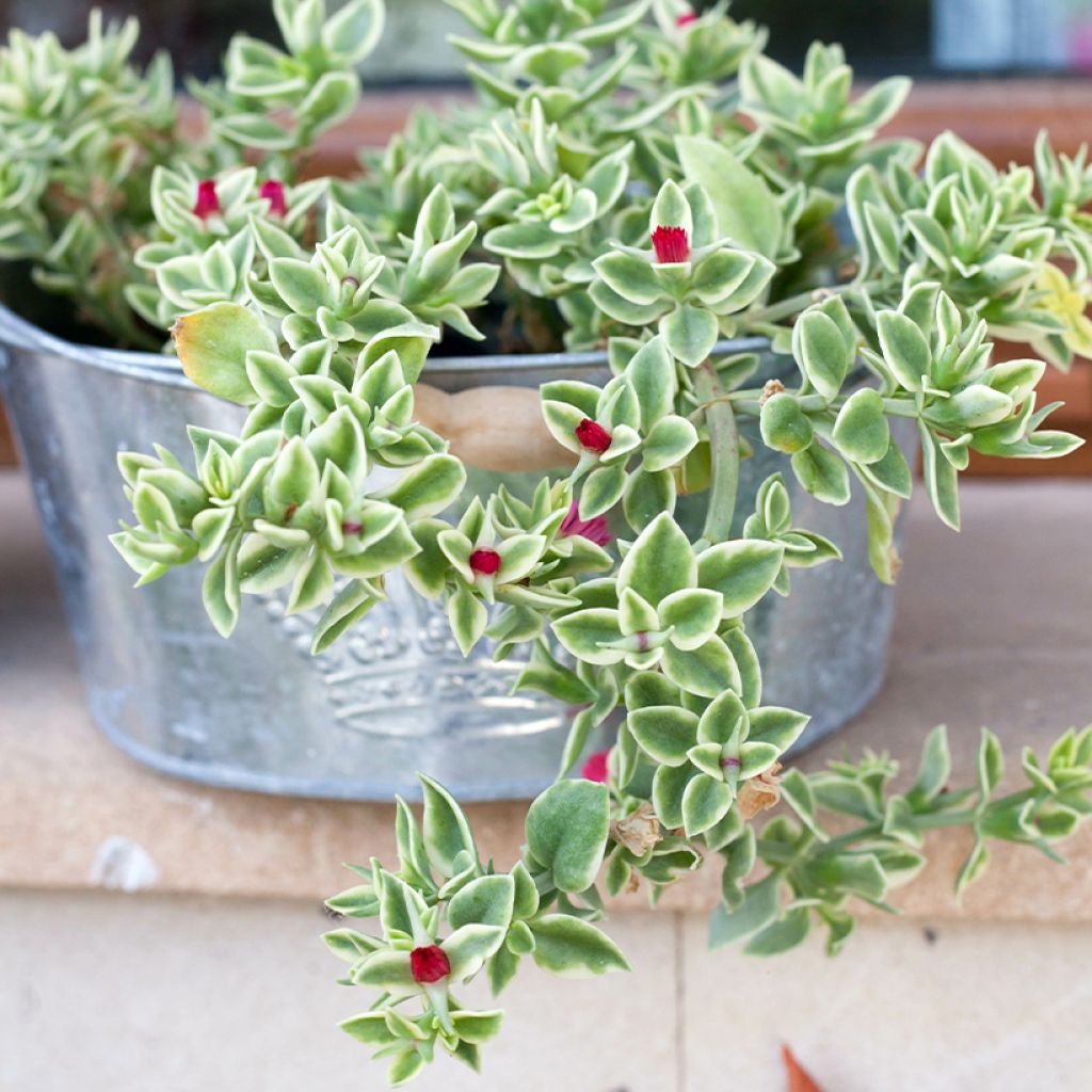 Aptenia cordifolia Variegata - Ficoide ou Apténie à feuilles en coeur panachée