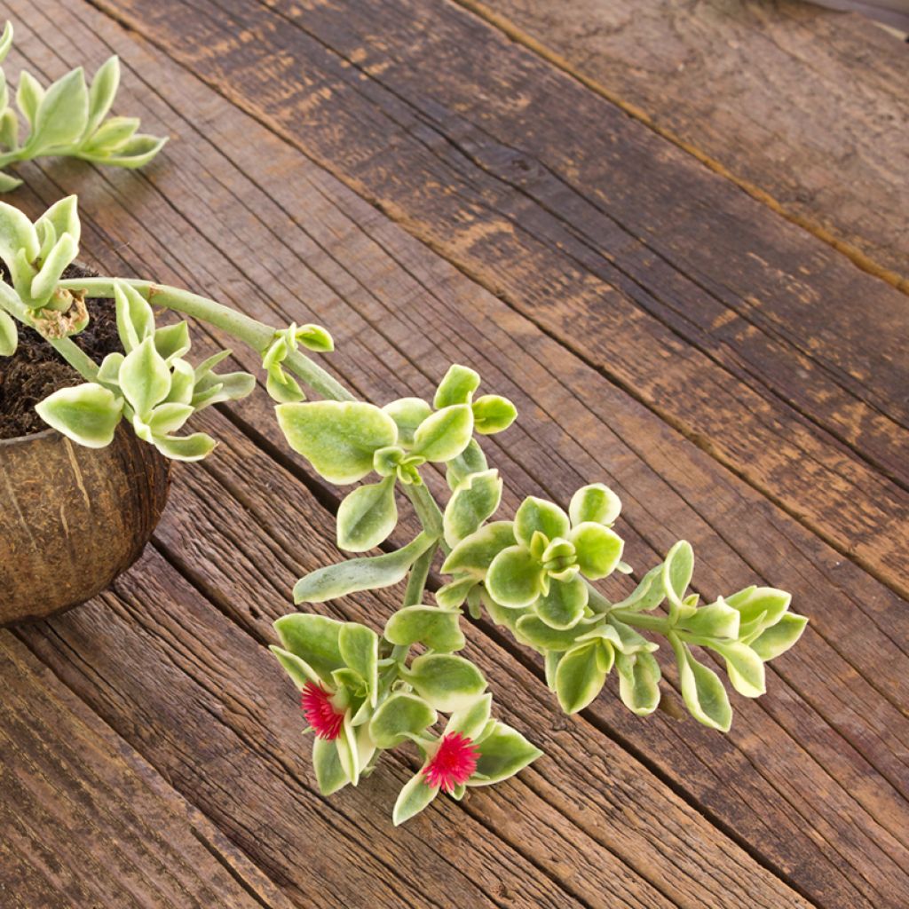 Aptenia cordifolia Variegata - Ficoide ou Apténie à feuilles en coeur panachée