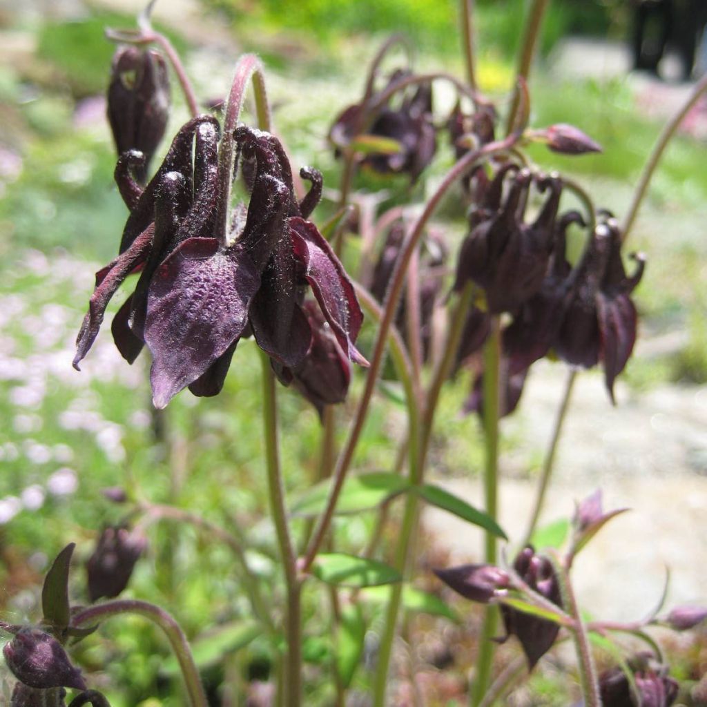 Aquilegia viridiflora Chocolate Soldier - Akelei