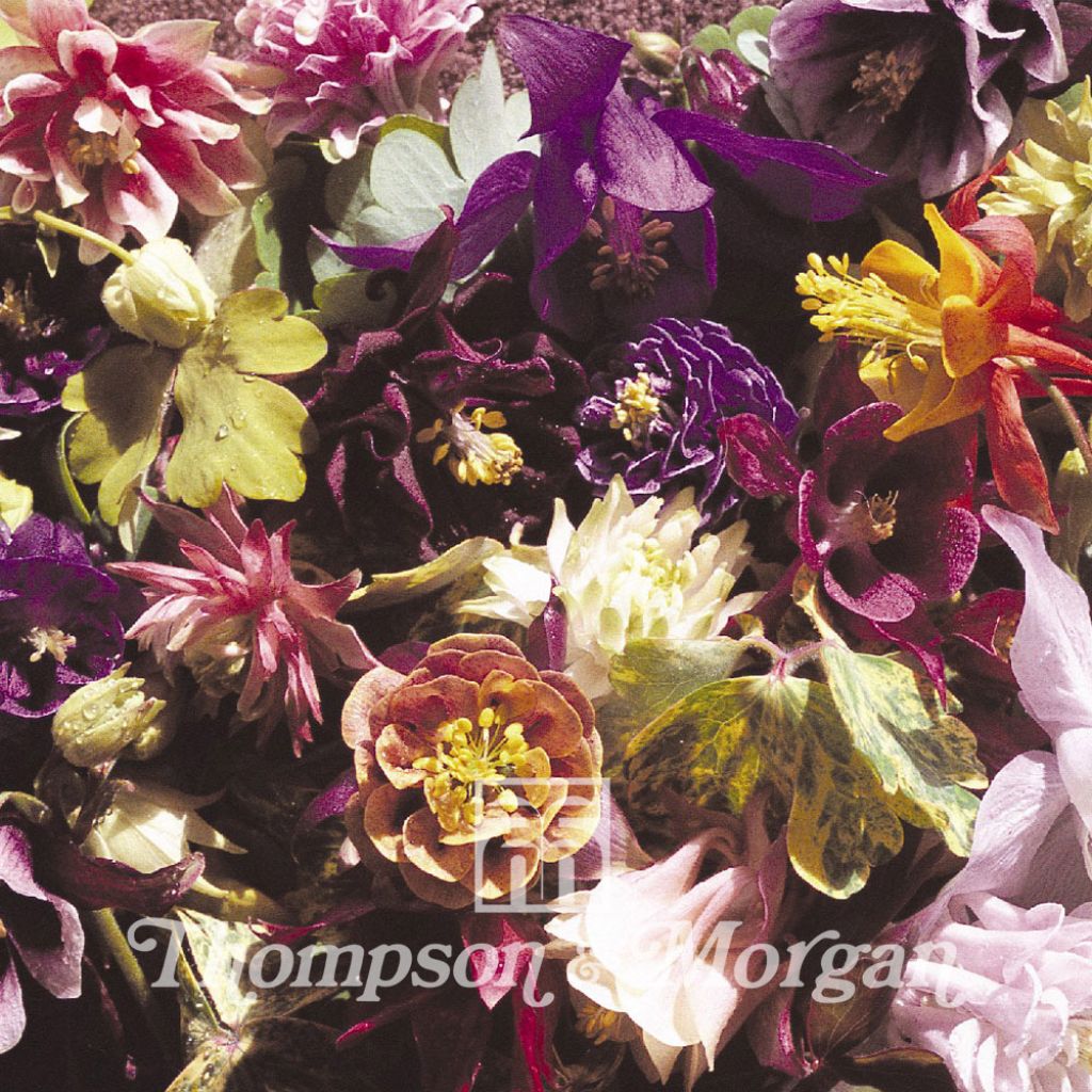 Aquilegia Crown Jewels Mixed (Samen) - Garten-Akelei