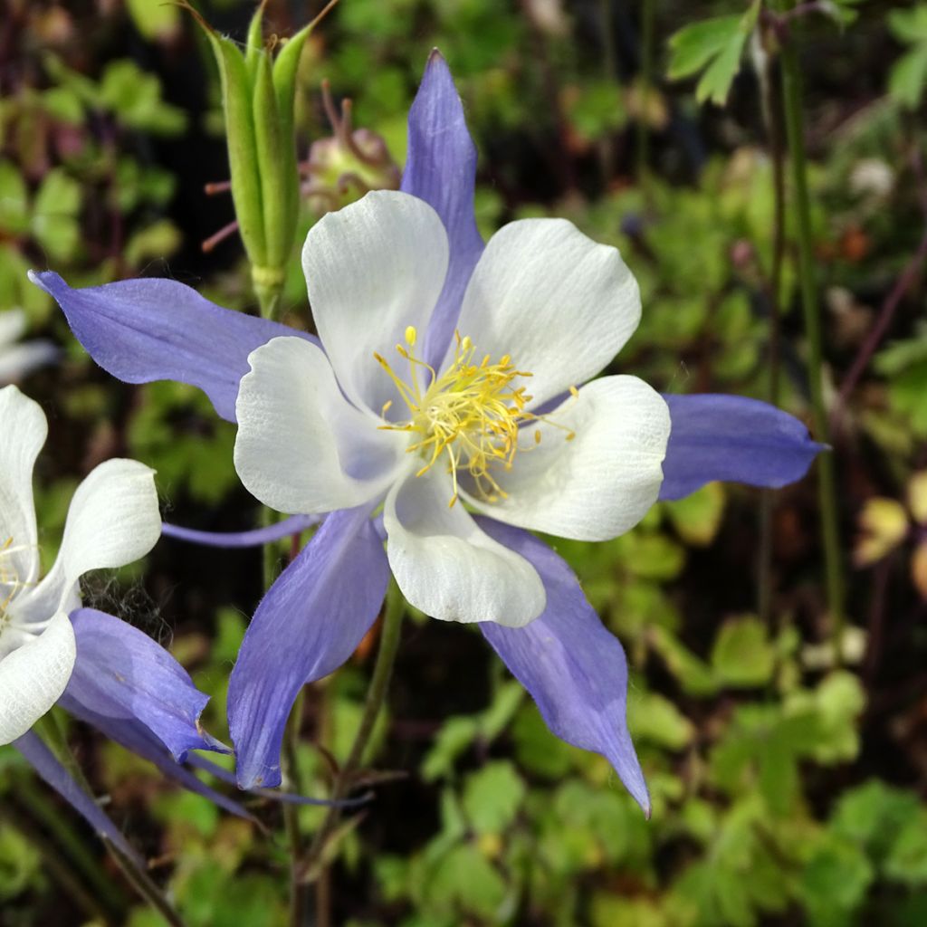 Aquilegia Mrs M. Nicholls - Garten-Akelei