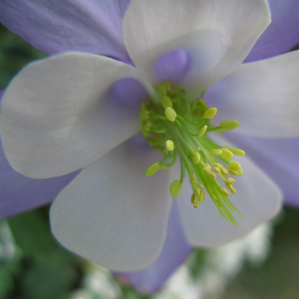 Aquilegia Songbird Series Bunting - Garten-Akelei