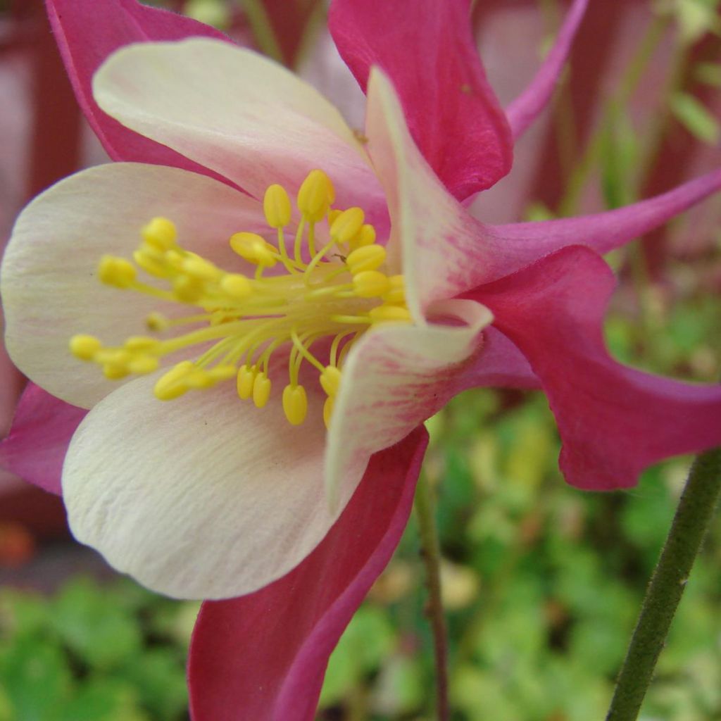 Aquilegia Songbird Series Cardinal - Garten-Akelei