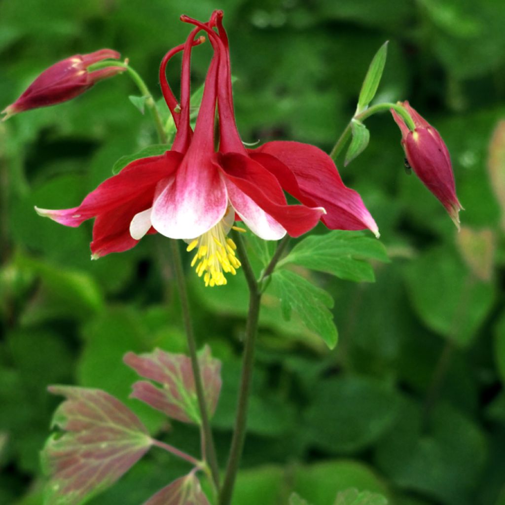 Ancolie, Aquilegia Songbird Series Cardinal