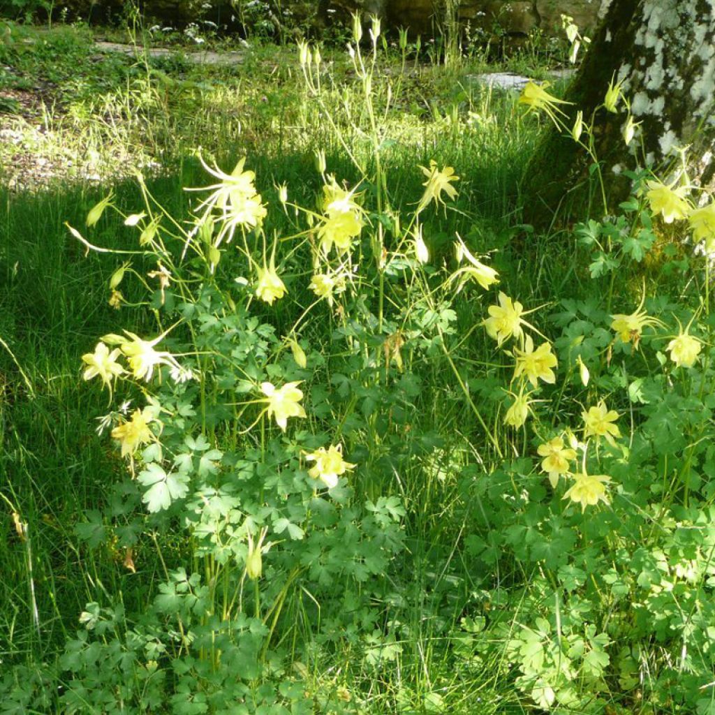 Aquilegia Songbird Series Goldfinch - Garten-Akelei