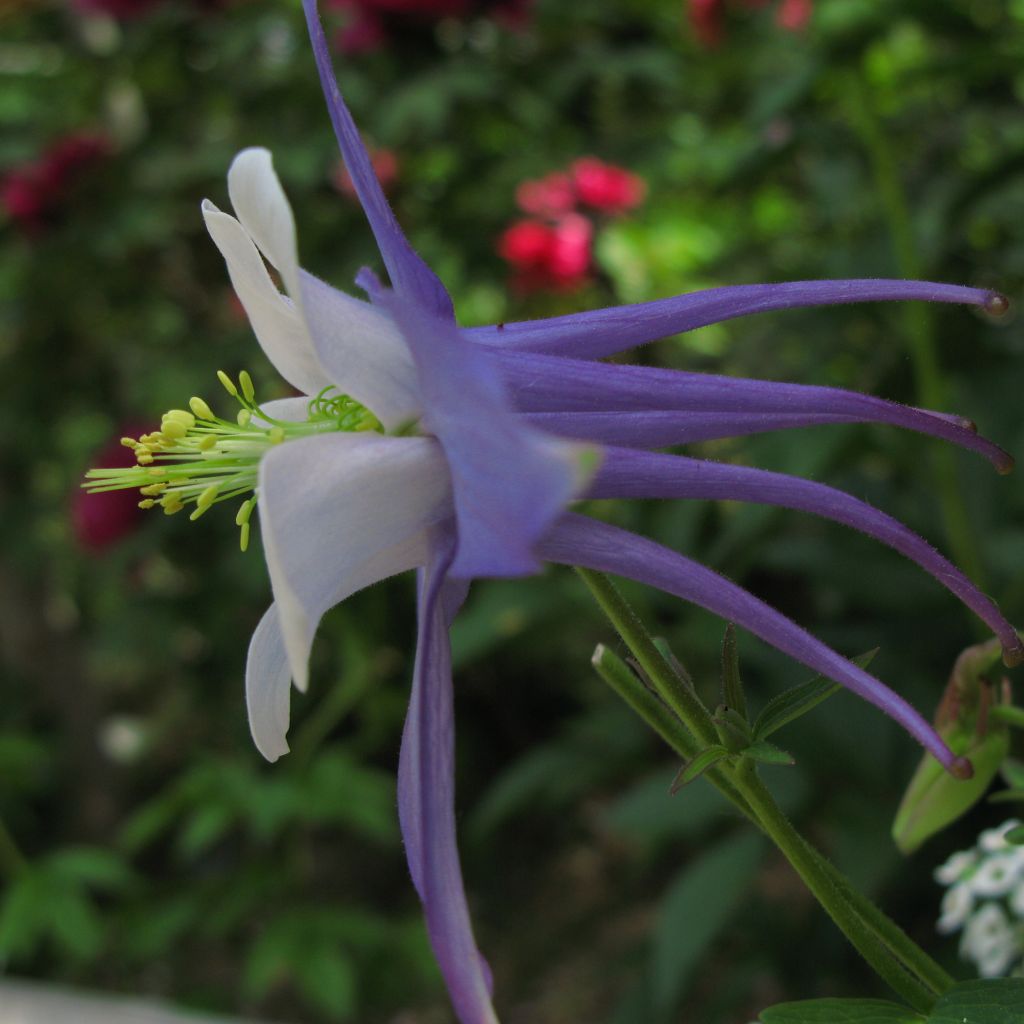 Aquilegia Songbird Series Blue Jay - Garten-Akelei