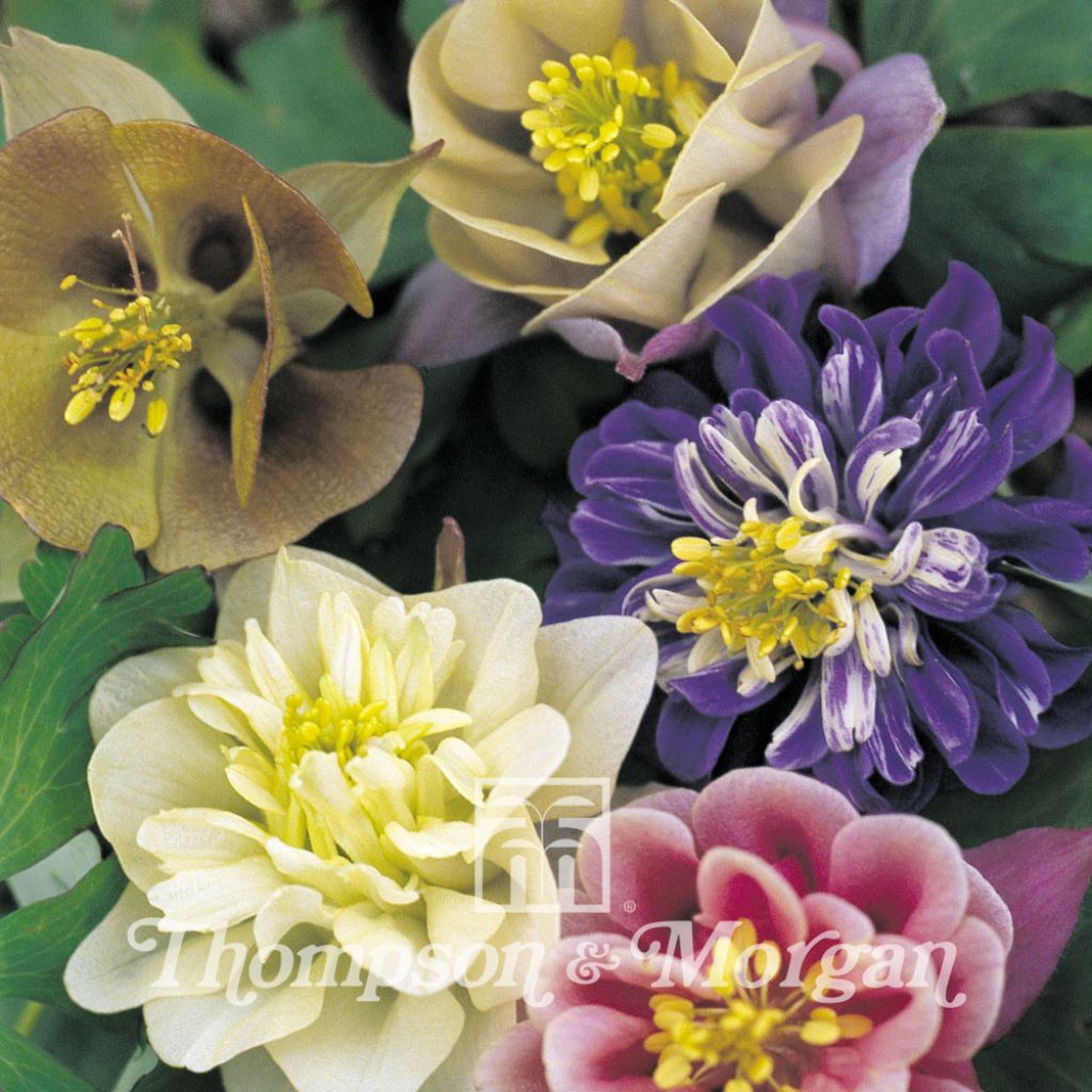 Aquilegia Sweet Rainbows (Samen) - Garten-Akelei