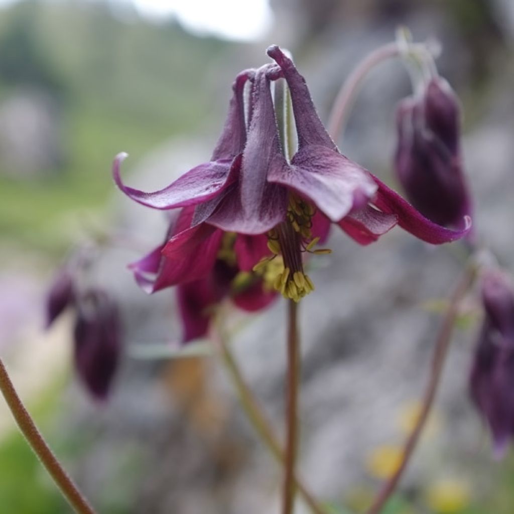 Aquilegia atrata - Schwarze Akelei