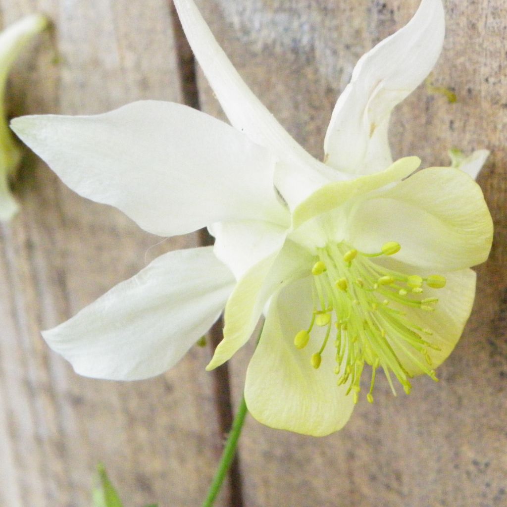 Aquilegia caerulea Kristall - Garten-Akelei