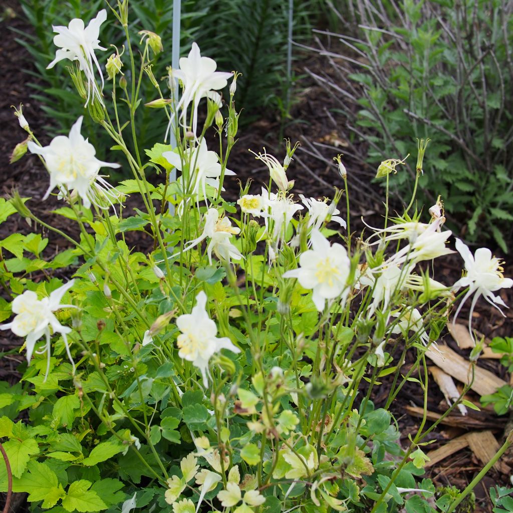 Aquilegia caerulea Kristall - Garten-Akelei