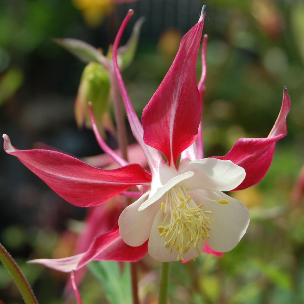 Aquilegia caerulea Rose Queen - Garten-Akelei