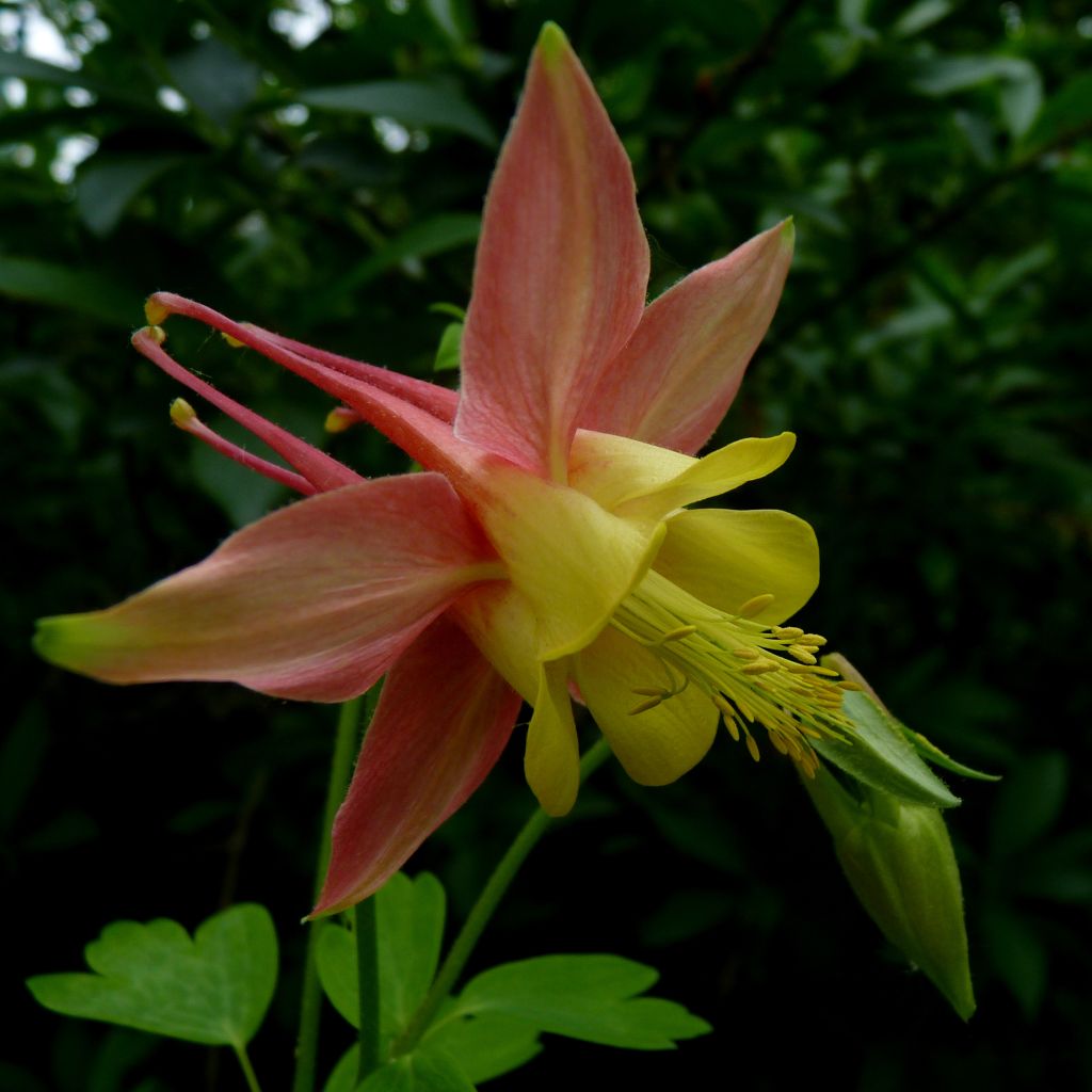 Aquilegia canadensis - Kanadische Akelei