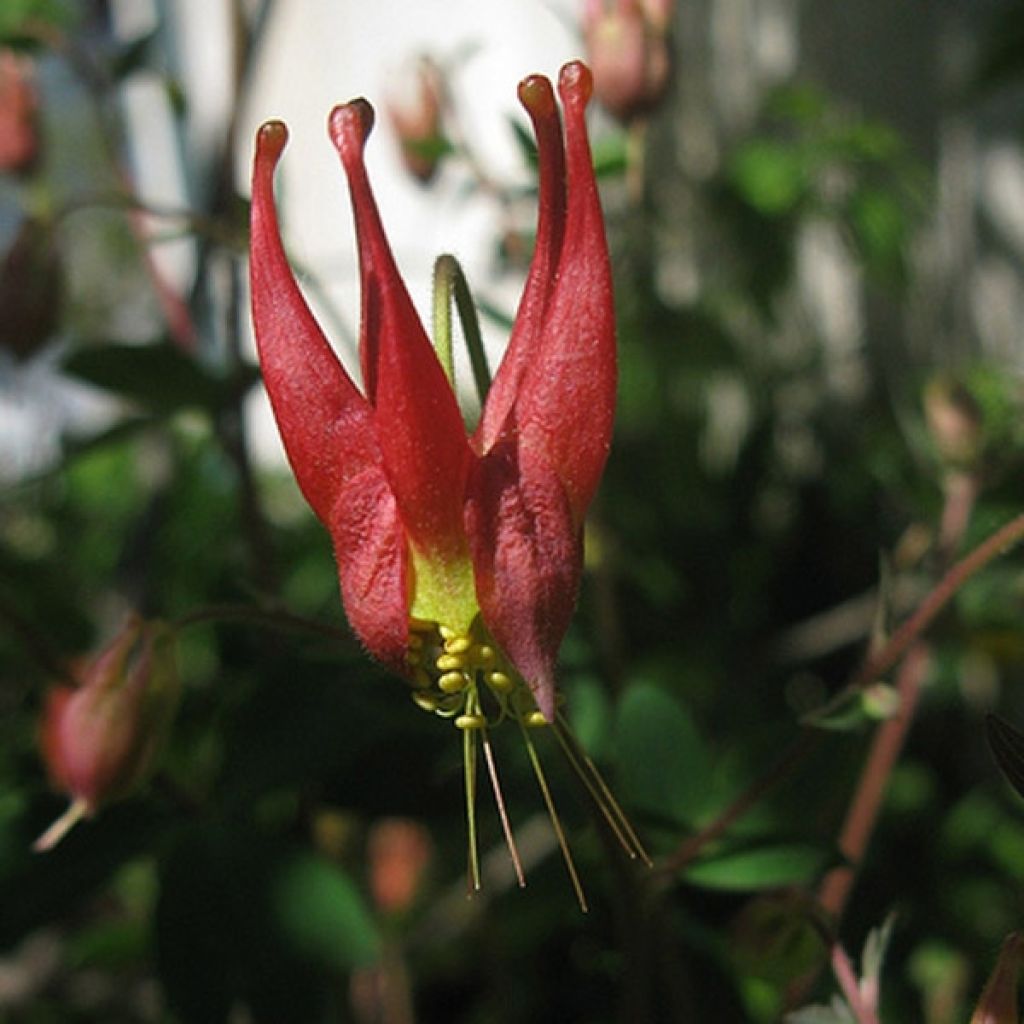 Ancolie du Canada, Aquilegia canadensis Little Lanterns