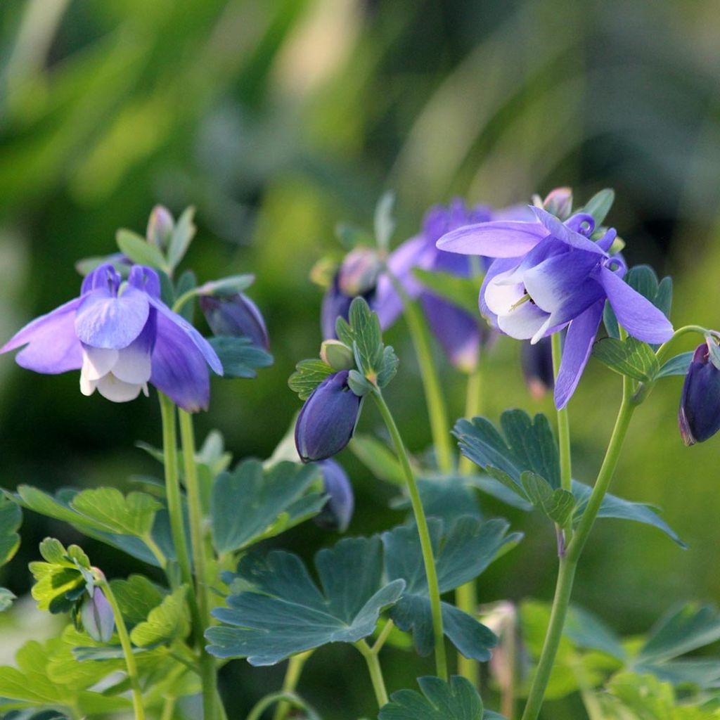 Aquilegia flabellata Cameo Blue and White - Zwerg-Akelei