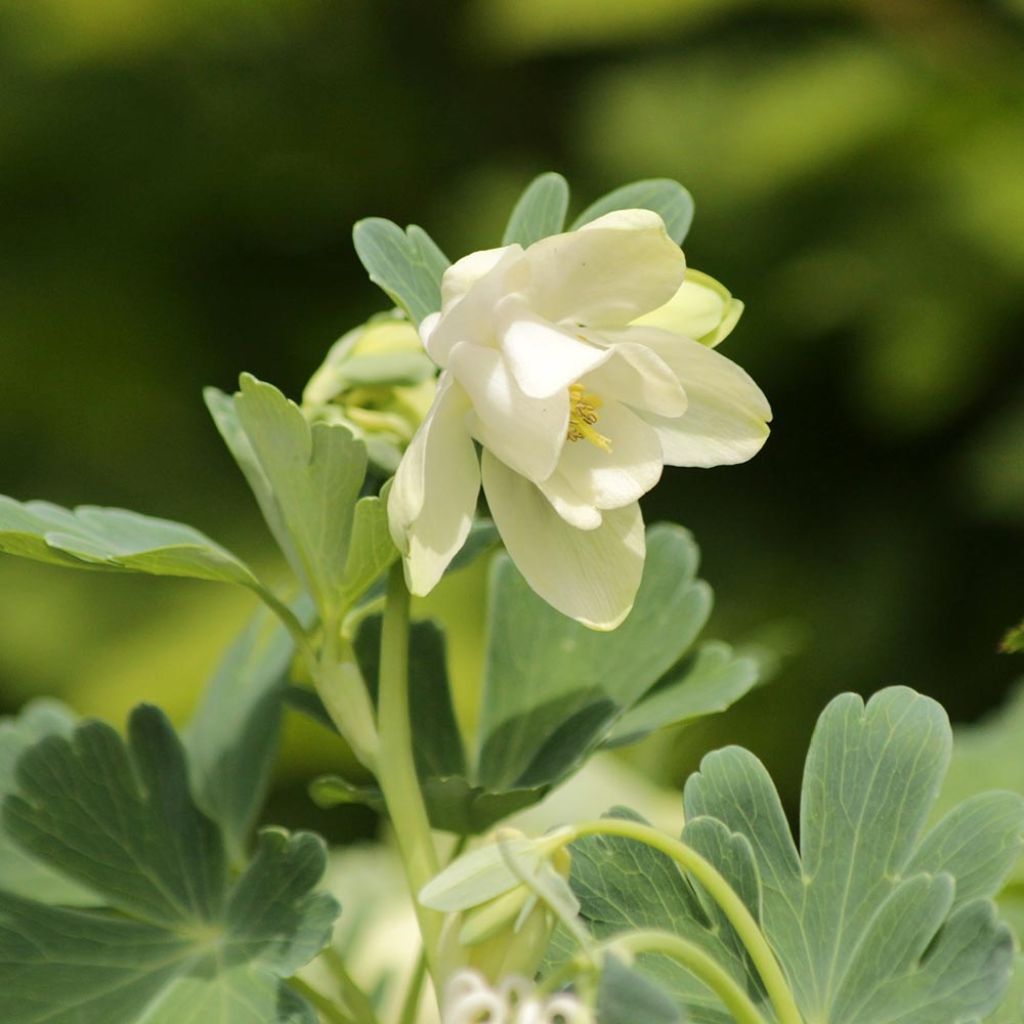 Aquilegia flabellata Cameo White - Zwerg-Akelei