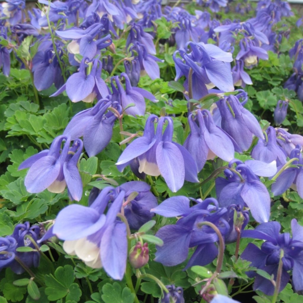 Aquilegia flabellata Ministar - Zwerg-Akelei