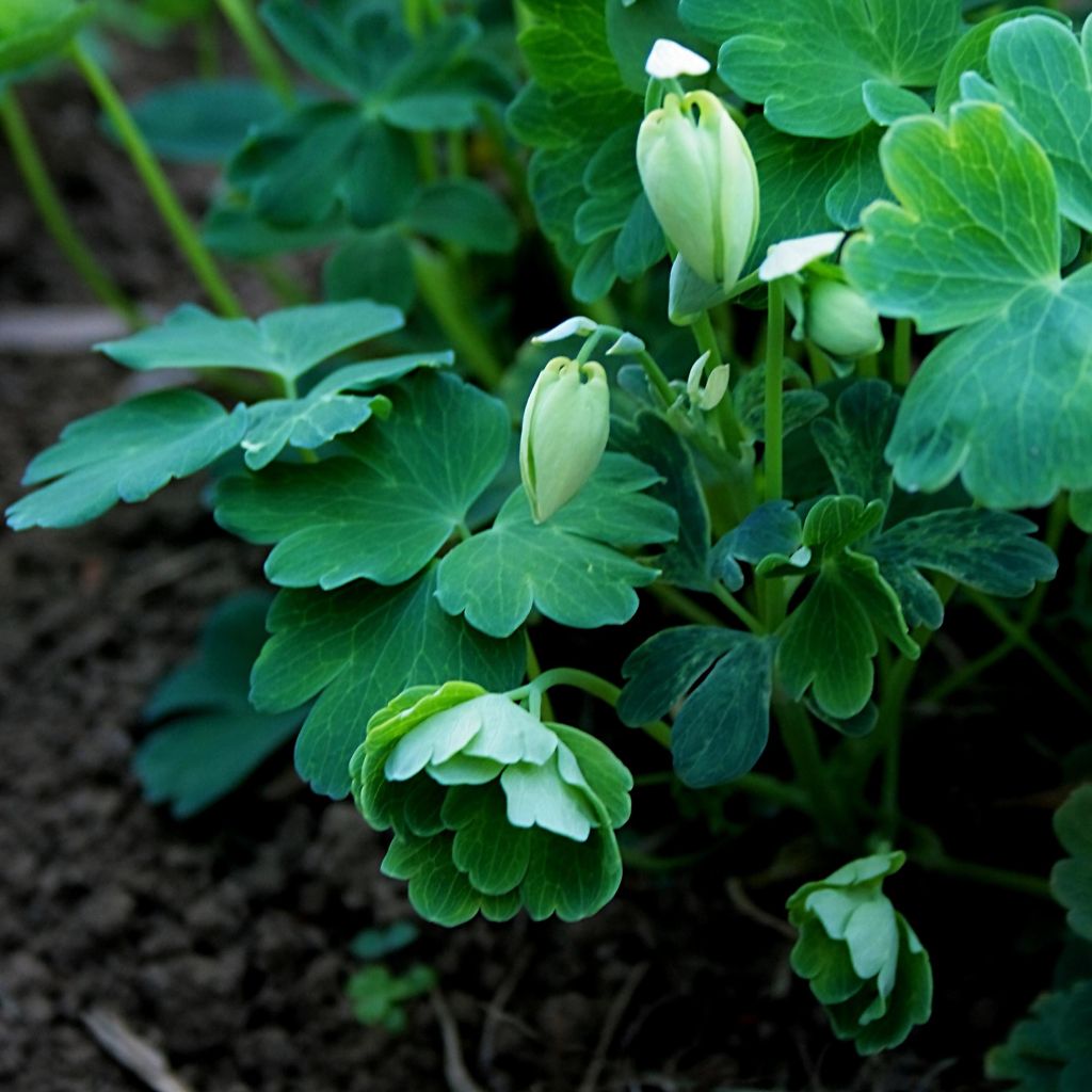 Aquilegia flabellata var. pumila alba - Zwerg-Akelei