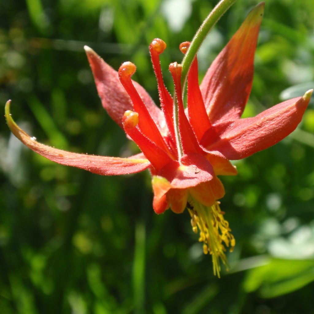 Aquilegia formosa - Schöne Akelei