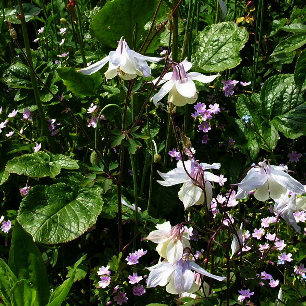 Aquilegia fragrans - Duftende Akelei