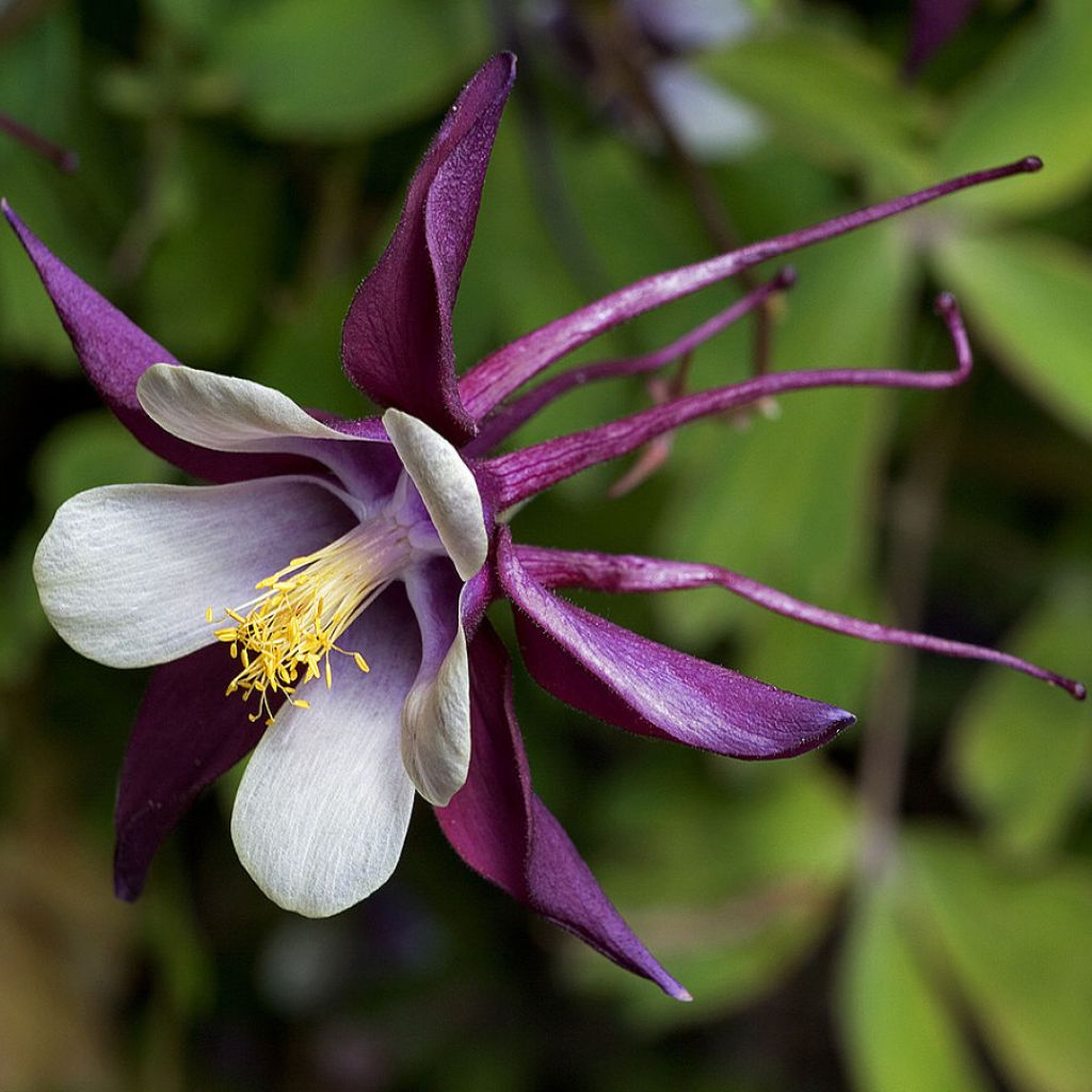 Aquilegia rockii - Tibet-Akelei