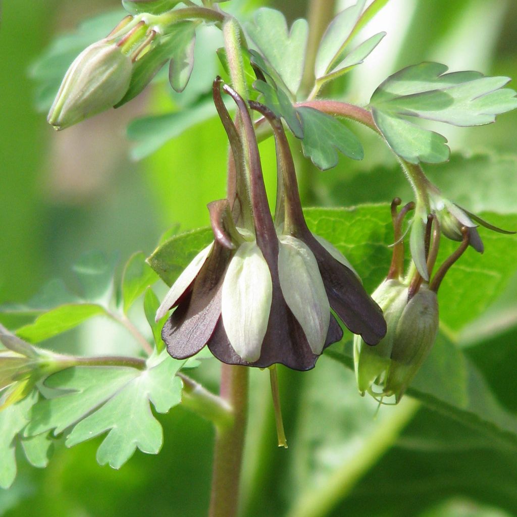 Aquilegia viridiflora - Grünblütige Akelei