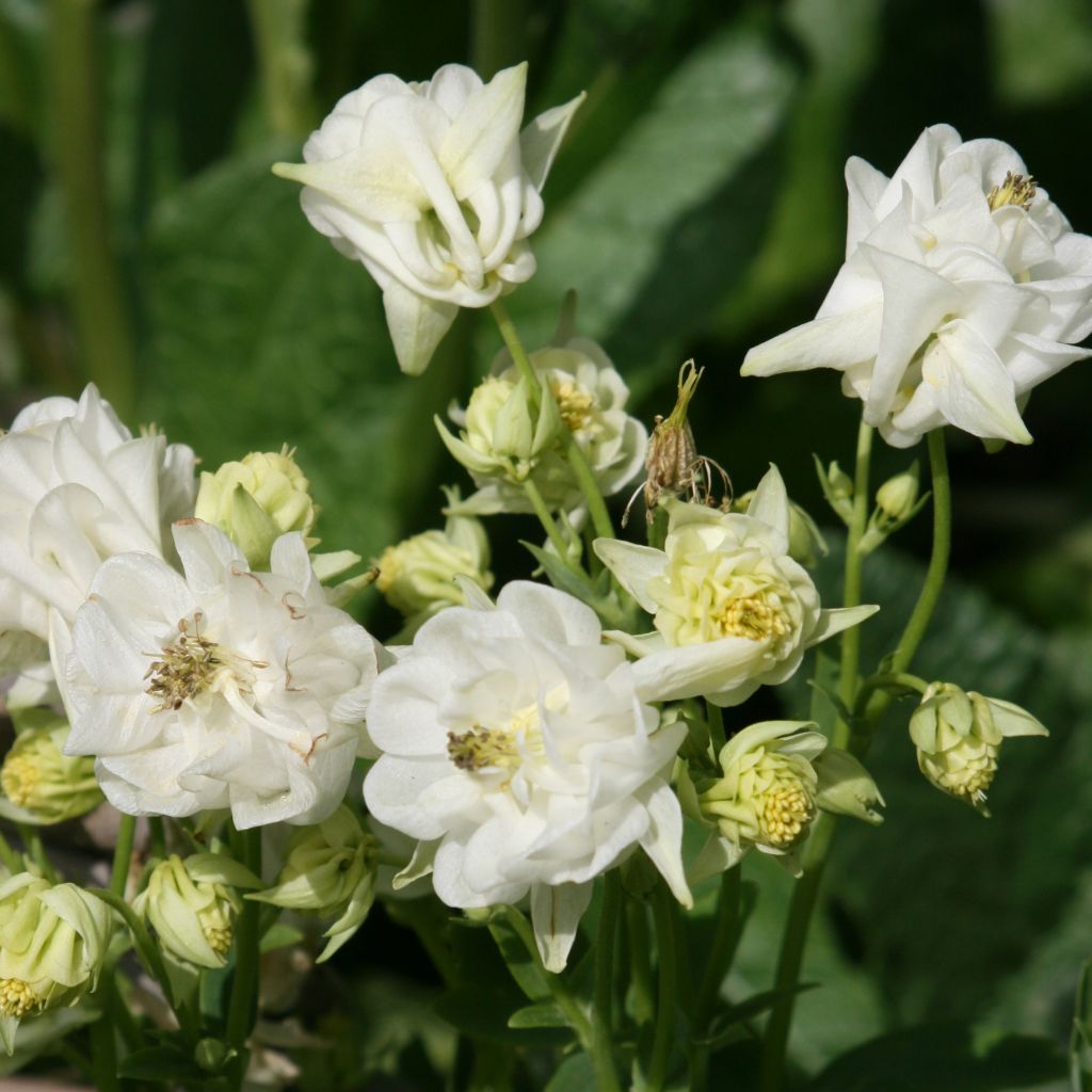 Aquilegia Winky White and White - Kurzspornige Akelei