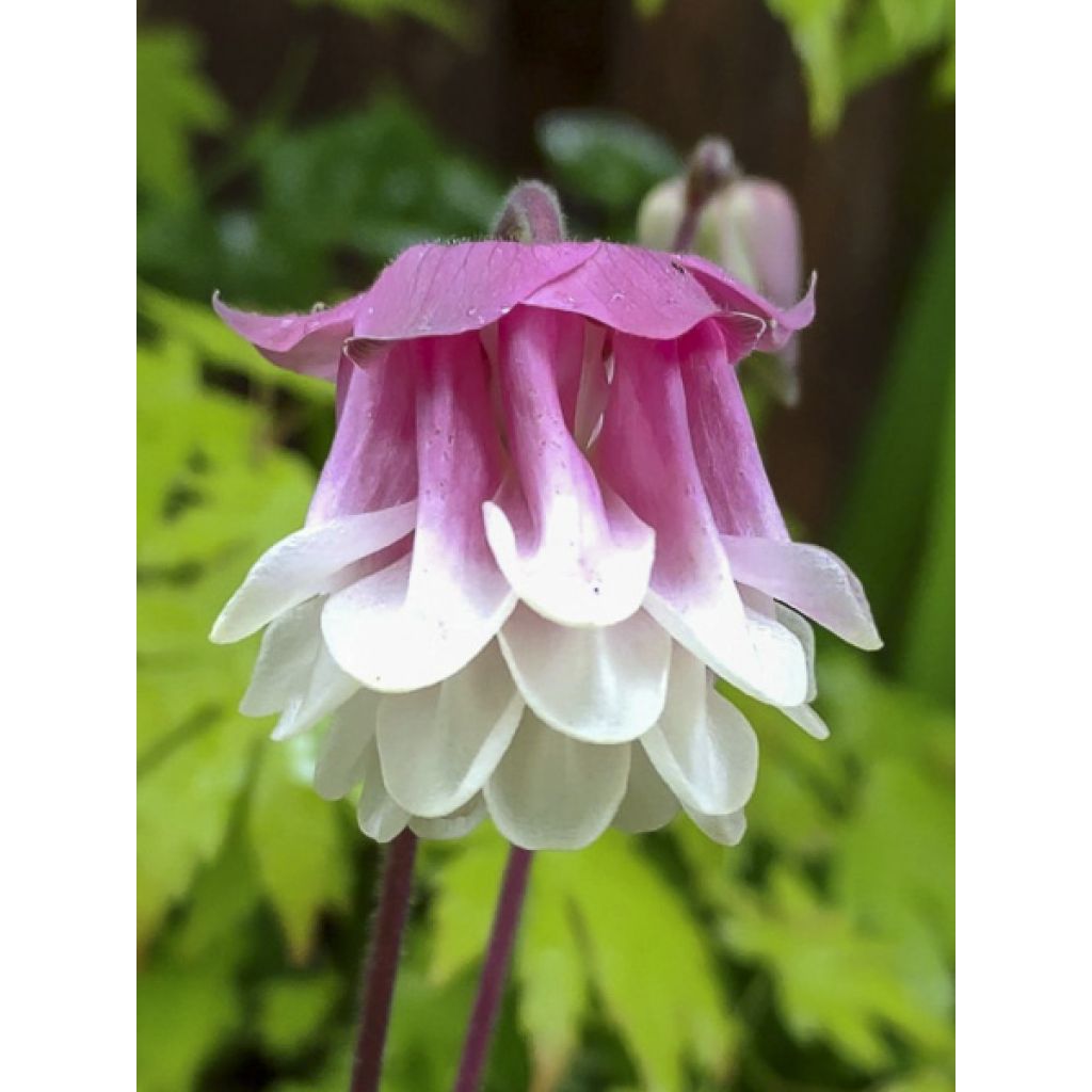 Aquilegia Pink Petticoat (Samen) - Garten-Akelei