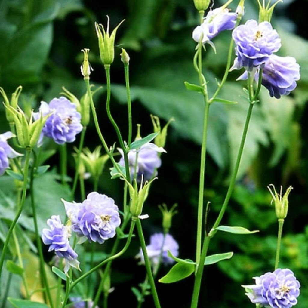 Aquilegia Powder Blue - Garten-Akelei