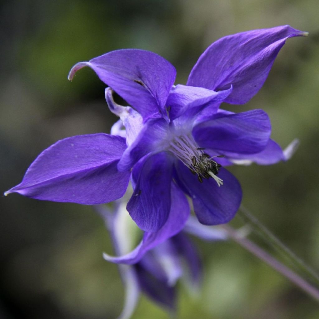 Aquilegia vulgaris - Gemeine Akelei