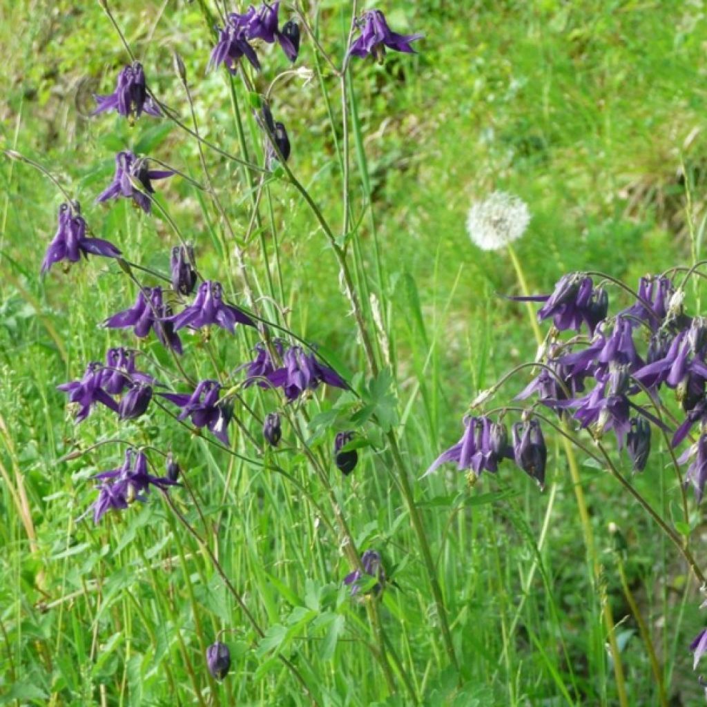 Aquilegia vulgaris - Gemeine Akelei