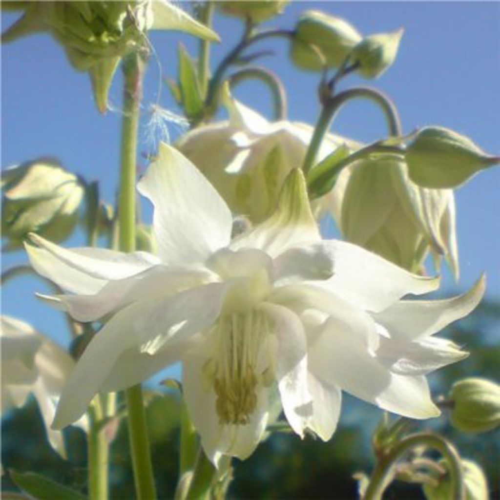 Aquilegia vulgaris var. stellata White Barlow - Garten-Akelei