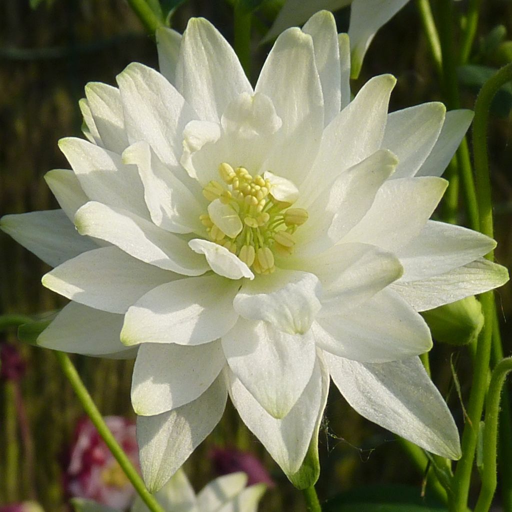 Ancolie commune hybride-  Aquilegia vulgaris var. stellata White Barlow