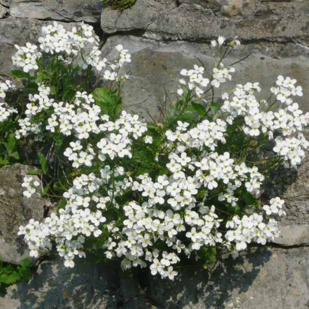 Arabis caucasica Bakkely - Kaukasische Gänsekresse